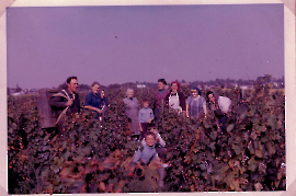 1965 Weinlese in Zurndorf 102ZWE