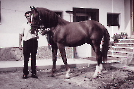 1995 Reitfest G. Lambert mit Hengst 104LAG