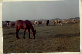 1960 Pferde und Kühe auf der Weide 110ZWE