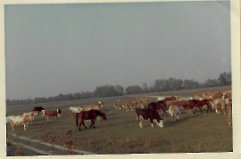 1965 Kühe und Pferde an der Leitha (Toling) 122ZWE