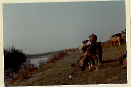 1965 Kühe an der Leitha Kuhhüter G. Pinz  (Schurl) 123ZWE