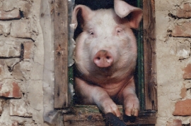 1992 Hausschwein Fam. Lang 14PJ