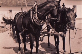 1940 Pferde 15HL