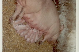 1966 Zuwachs im Schweinestall 8linge 17WS