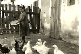 1950 am Bauernhof 186BA