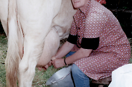 1999 Elisabeth Weiss beim Kuhmelken 1WEIP