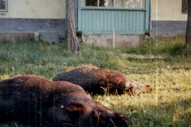 1981 Basse 160kg 20PRO