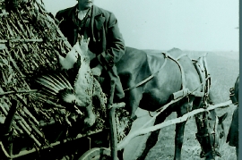 1954  K. Ecker bei der Trappenjagd als Kutscher anläßlich eines Besuches einer Gräfin mit Hauptschuldirektor Vlasich u.Jäger 20FW