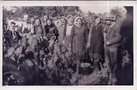 1970er Bei der Weinlese 24BECK