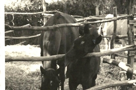 1962 Pferde in der Koppel 27MF