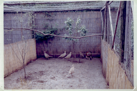 1960er Fasan Züchtung 29UNGR