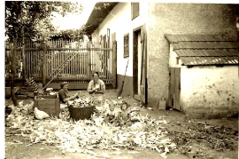 1942 Kukuruz hebeln Fr. Sonnleitner, M. Toth, O. Toth 38So