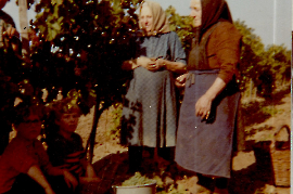 1970er Weinlese 410PMI