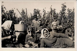 1945 bei der Weinlese 46SL