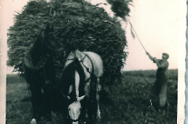 1950er bei der Ernte 50HAF