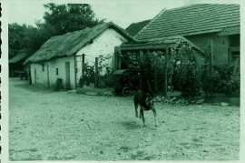 Allerlei