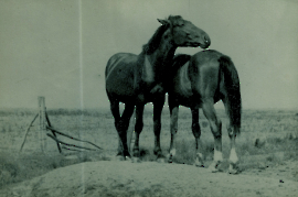 1950er Pferde auf der Weide 56BAUE