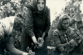 1950er bei der Weinlese, unbekannt, Muth Oma,  A. Stettner 56PMI