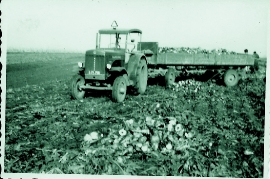 1958 bei der Rüben Ernte 59MMA