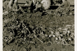 1960er Rübenernte 62FM