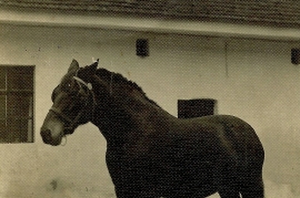 1950er Pferd Heda 7AH