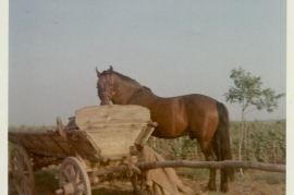 1965 im Weingarten 7WS