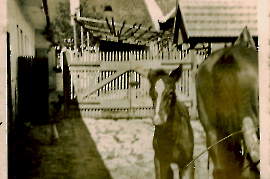 1960er im Schneemayer Haus Pferd Fohlen 98SCHP