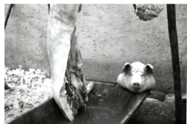 1965 Schweineschlachten 270 kg 83AM