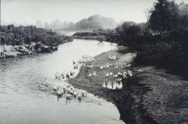 1950er Gänse in der Leitha 1950