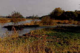 1997 Leitha und Kanal (Biotop) in Zurndorf 316GEZ