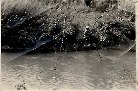 1960er Matthias Schreiner Taubelfischen in der Leitha 562SL