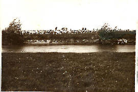 53 Kuhherde bei der Leitha