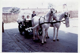 1961 H. Amri Firmung 100AH