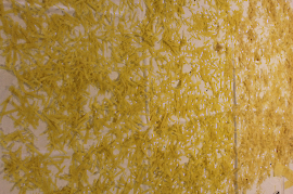 2019 Zurndorfer Hochzeitsnudel 3NM