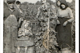 1954 Gitti Hofbauer bei der Weinlese 13HWB