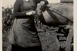 1950er Irma Roth bei der Weinlese 48SL