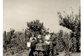 1950er Weinlese bei P. Amri 15AM