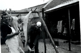 1967er F. Hauptmann, E. Hauptmann beim Schweineschlachten, 63HM