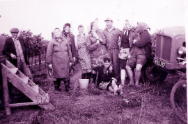 1960er bei der Weinlese 7LEN