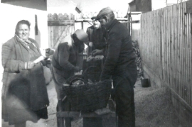 1965 J. Milleschitz, ?, M. Pamer, M. Dürr beim Kukuruzrebln 82ZA